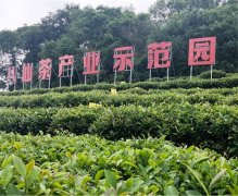 福建漳州诏安县：依托青山绿水促乡村振兴 打造“高颜值”“高质量”茶旅融合产业