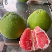 泰国红宝石青柚苗/泰国青皮红肉柚苗价格