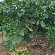 泰国红宝石青柚苗供应基地2022（青柚网）