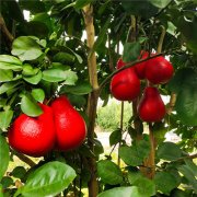 泰国三红蜜柚苗/暹罗红柚苗一棵多少钱