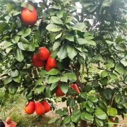 青柚网基地供应泰国蜜柚苗/暹罗红柚苗